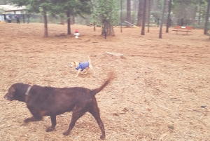 Our new fur baby, Nicky, playing with his recently adopted brother, the chocolate lab, Mario.