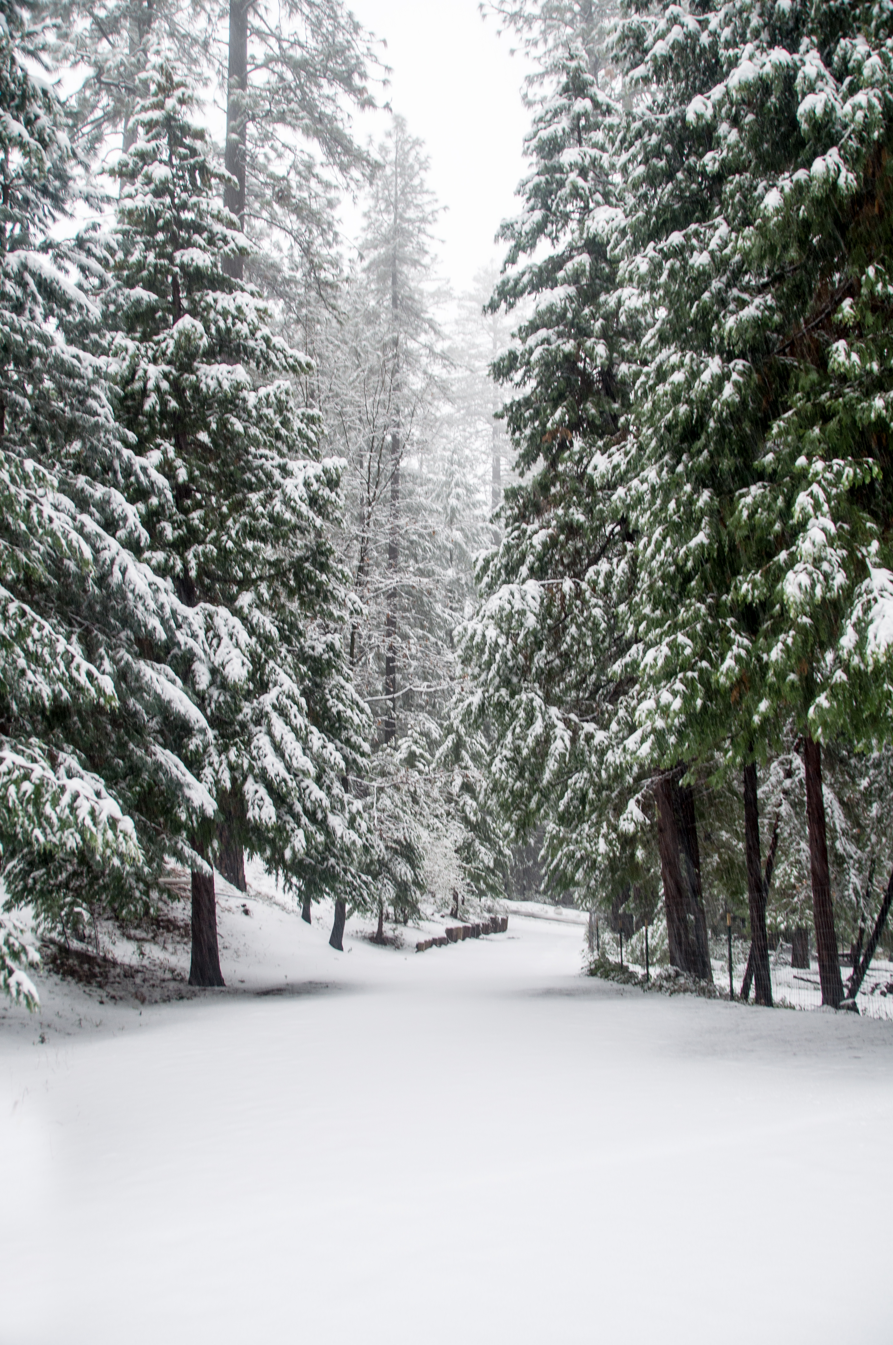 Snowy trees line my driveway